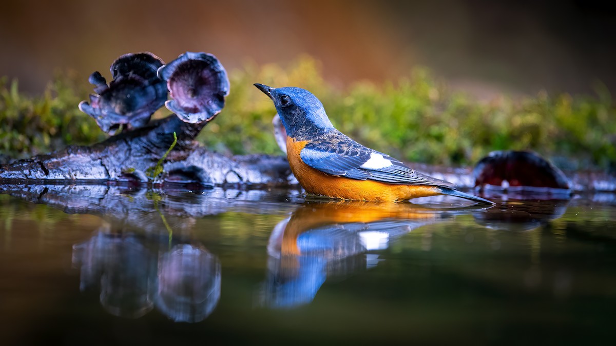 Blue-capped Rock-Thrush - ML620524879