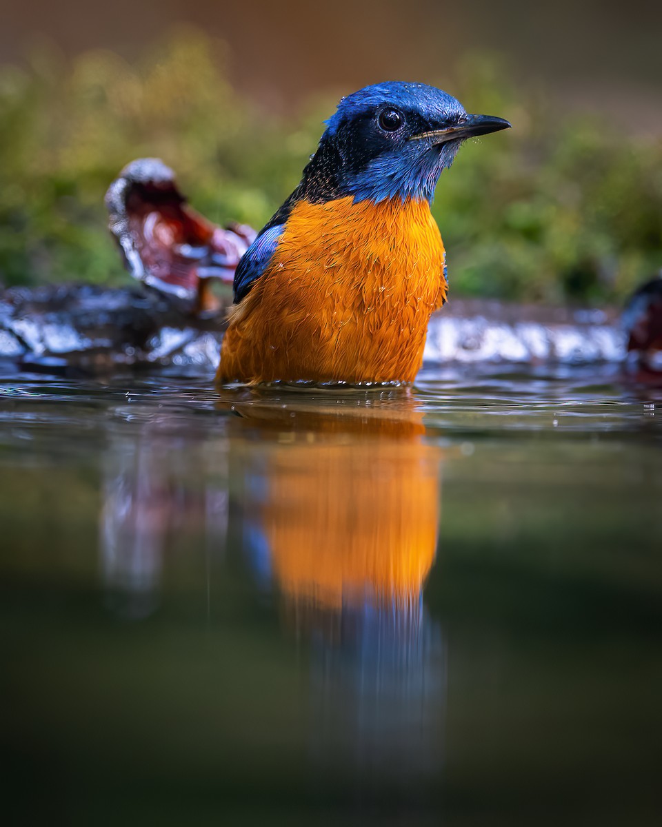 Blue-capped Rock-Thrush - ML620524880