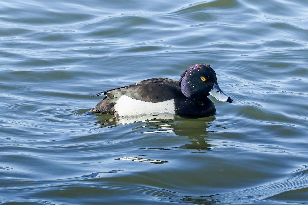 Tufted Duck - ML620524883