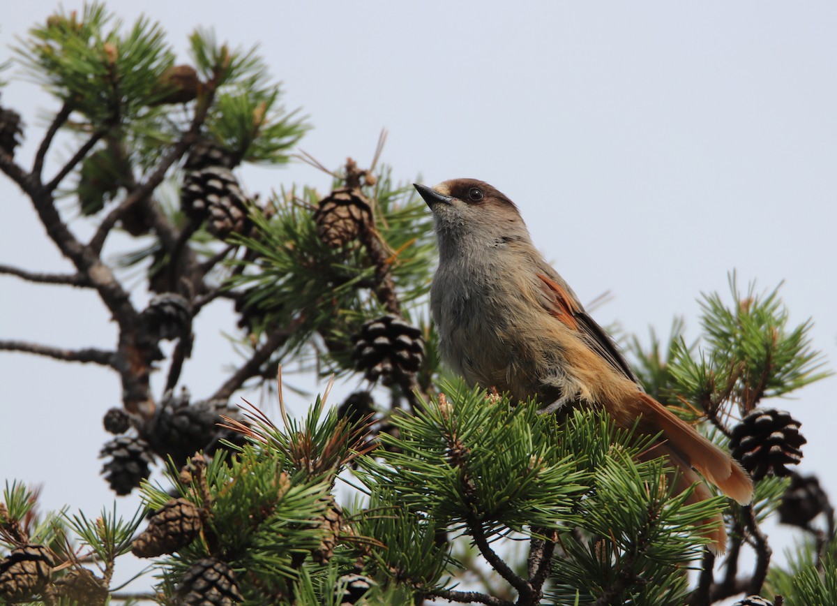 Siberian Jay - ML620524887