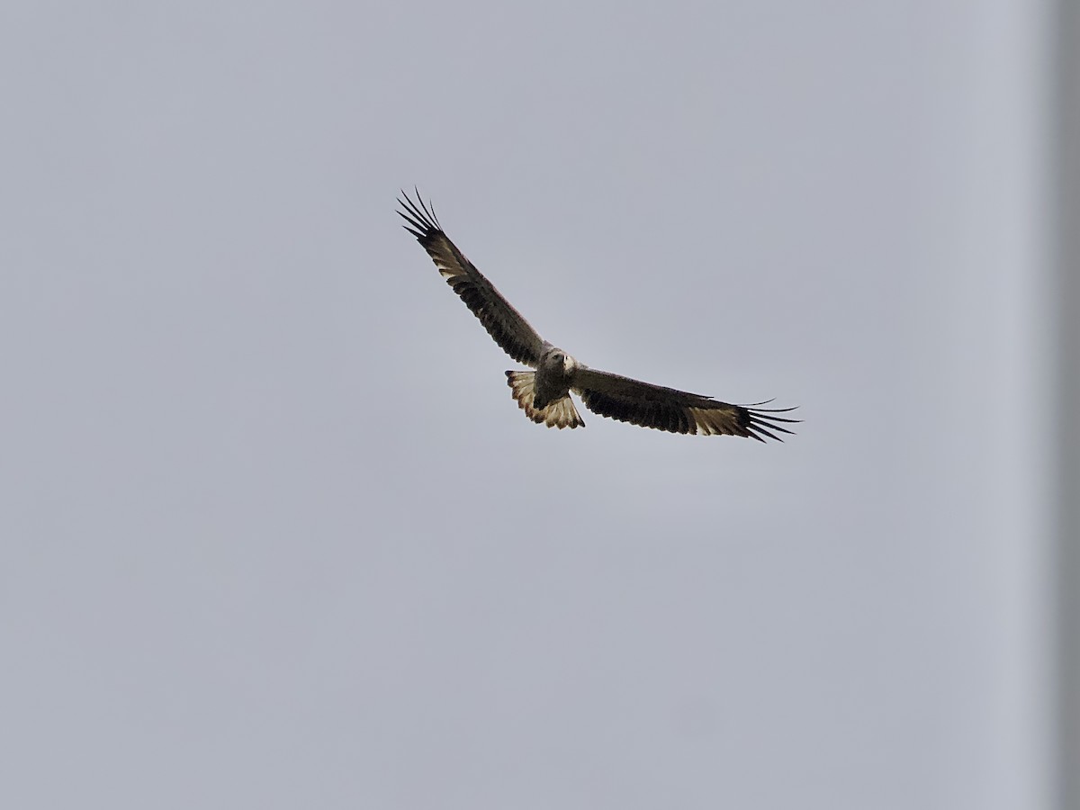 White-bellied Sea-Eagle - ML620524888