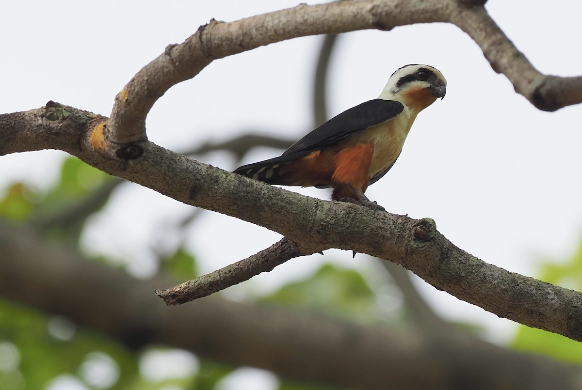 Falconete Acollarado - ML620524889