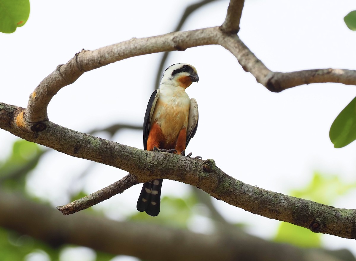 Collared Falconet - ML620524890