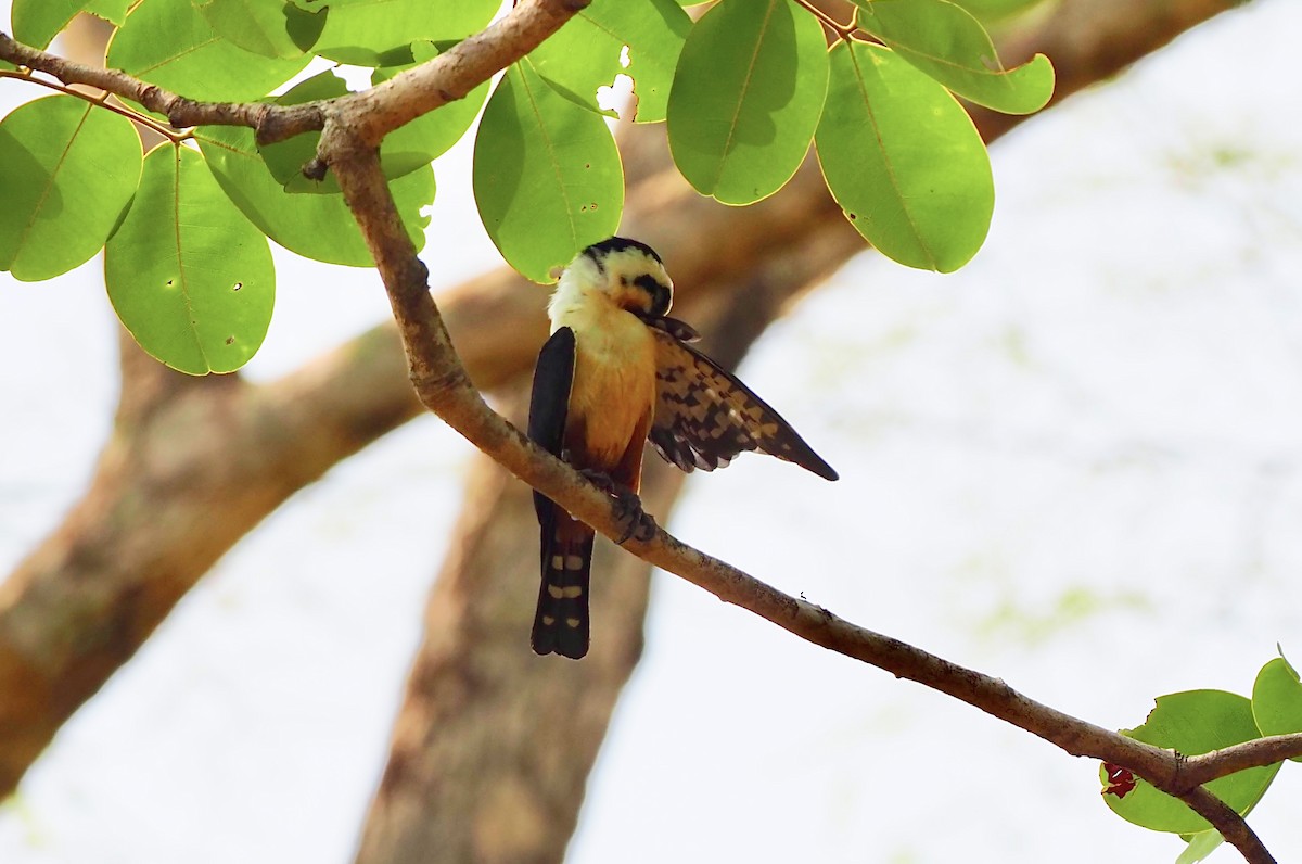 Collared Falconet - ML620524894