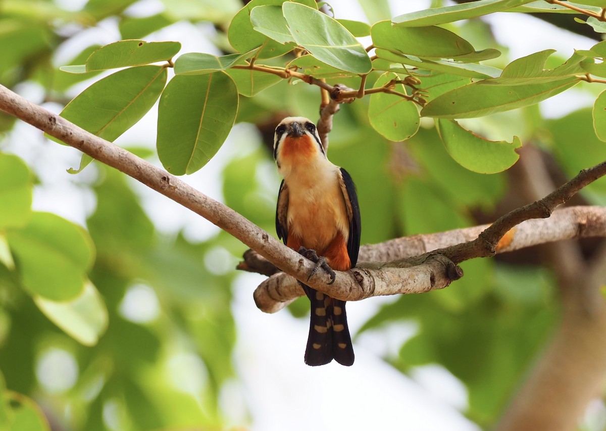 Collared Falconet - ML620524898