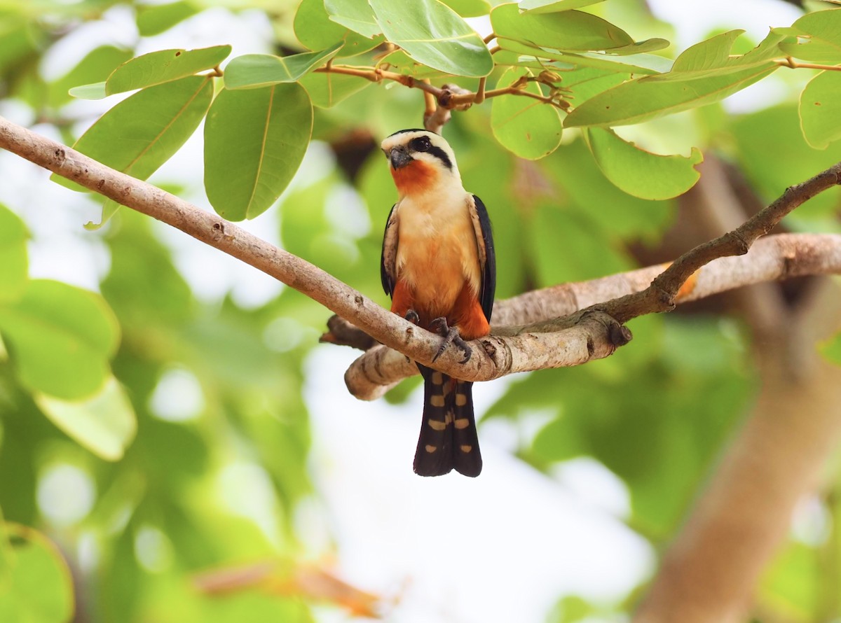 Collared Falconet - ML620524899