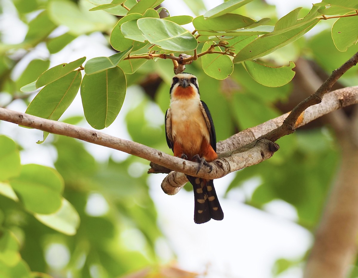 Collared Falconet - ML620524900