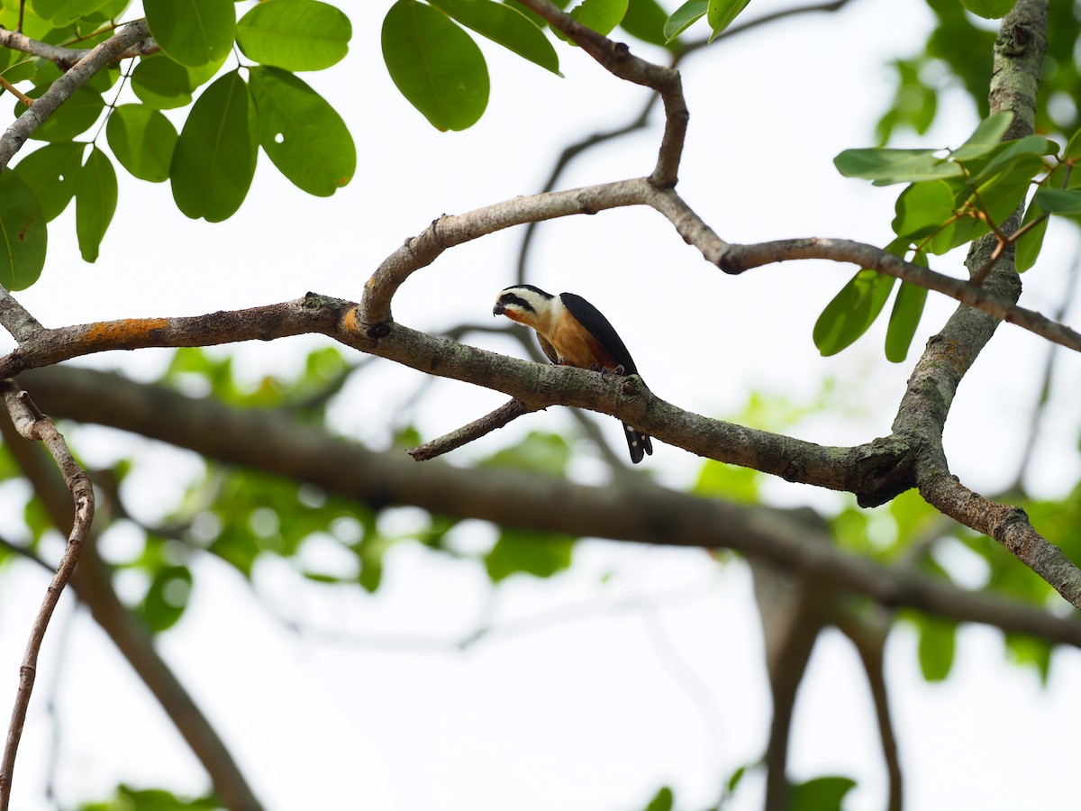 Collared Falconet - ML620524901