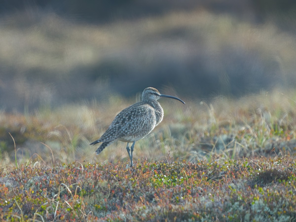 Whimbrel - ML620524905