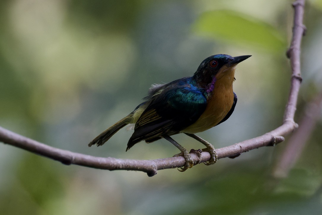 Ruby-cheeked Sunbird - ML620524909