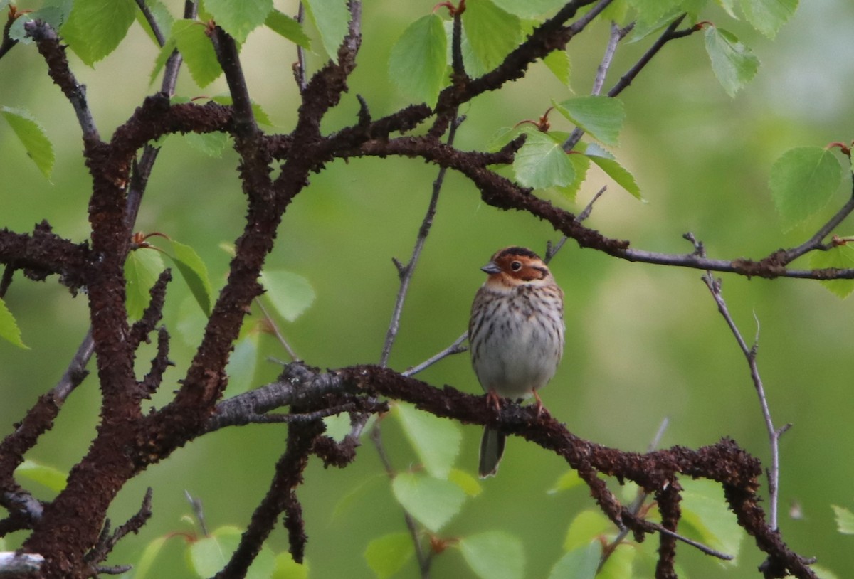 Little Bunting - ML620524912