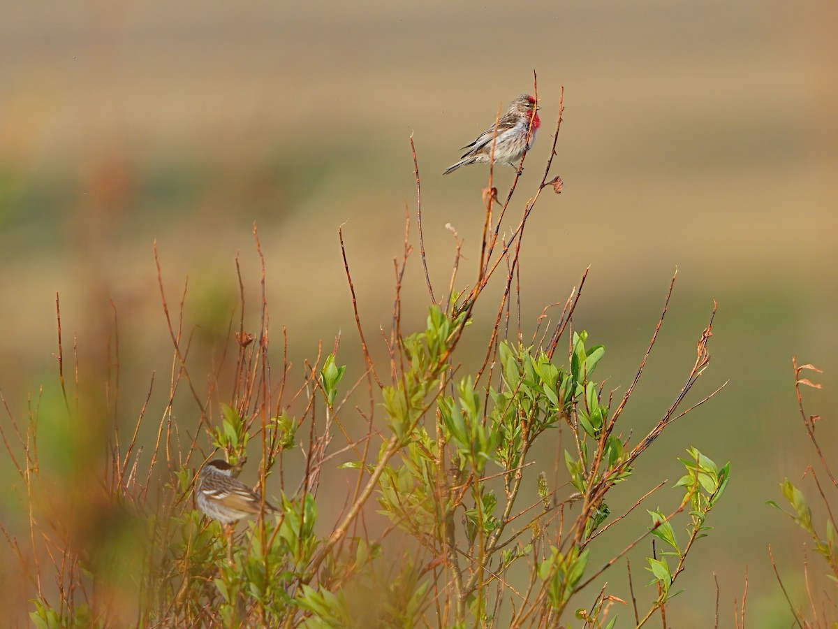 Common Redpoll - ML620524918