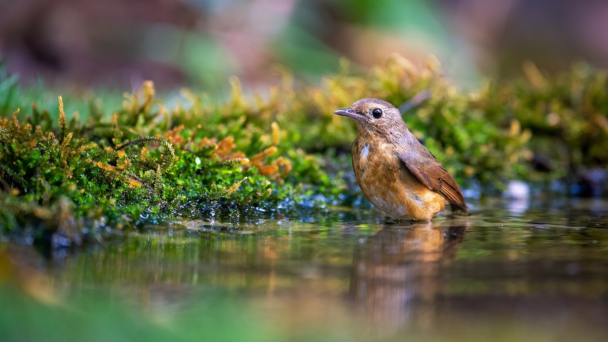 Brown-cheeked Fulvetta - ML620524927