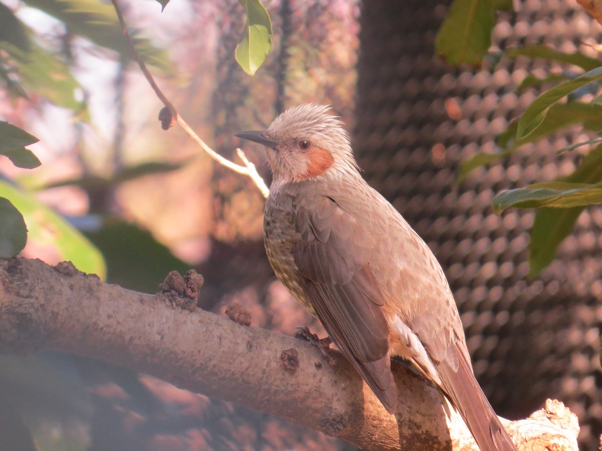 Brown-eared Bulbul - ML620524928