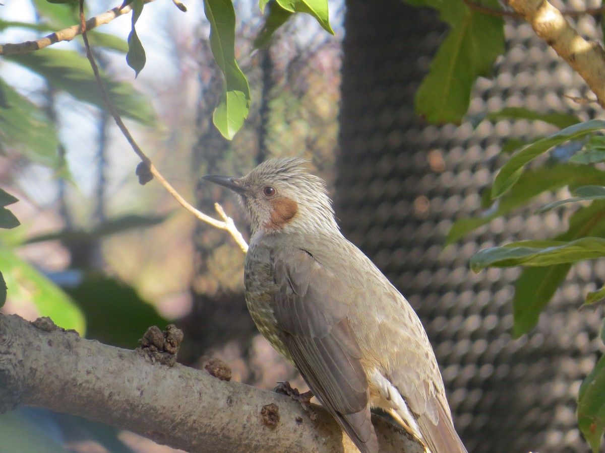 Brown-eared Bulbul - ML620524929