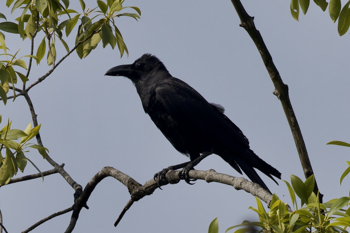 Large-billed Crow - ML620524930