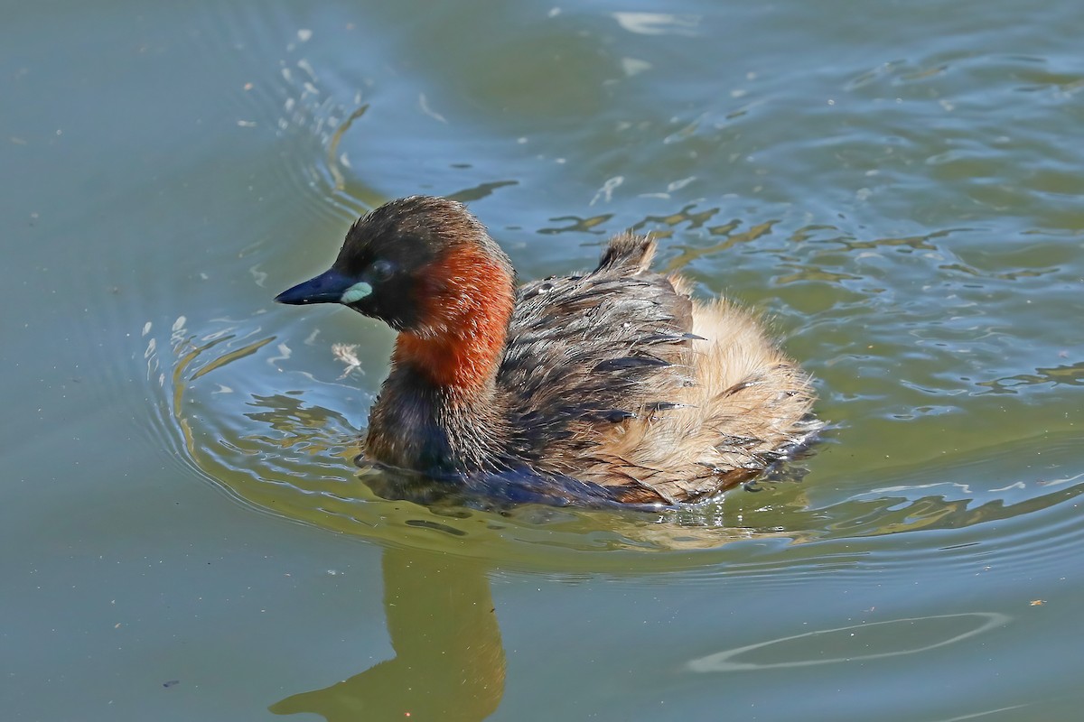 Little Grebe - ML620524933