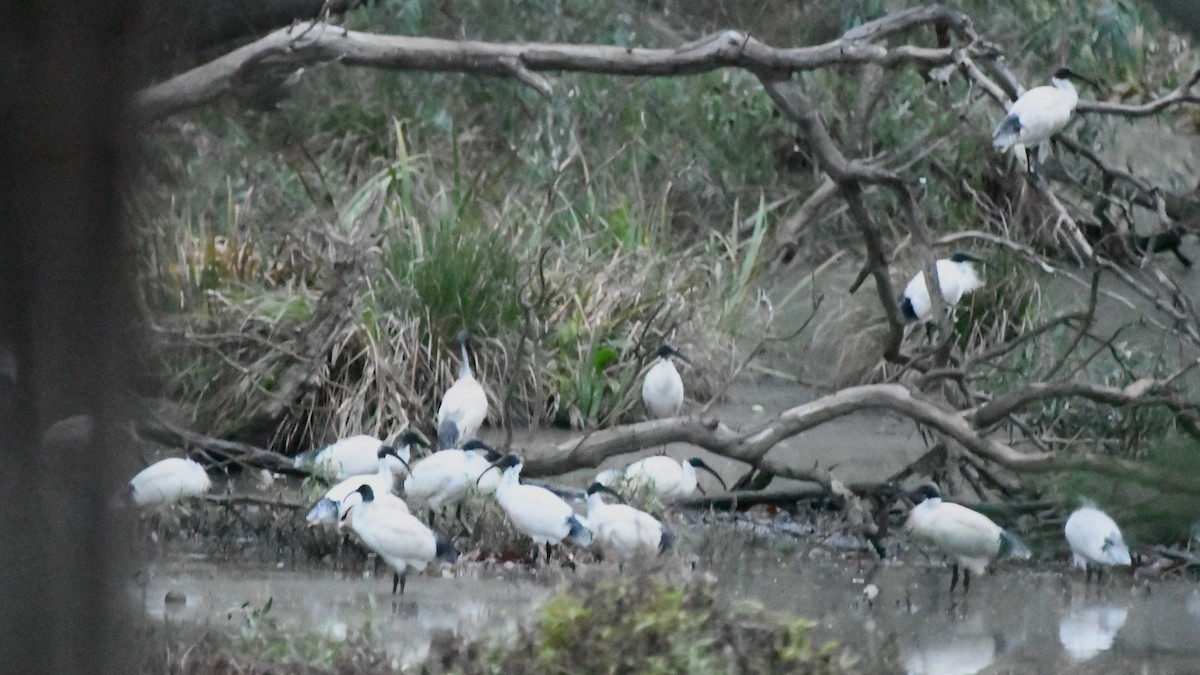 Australian Ibis - ML620524937