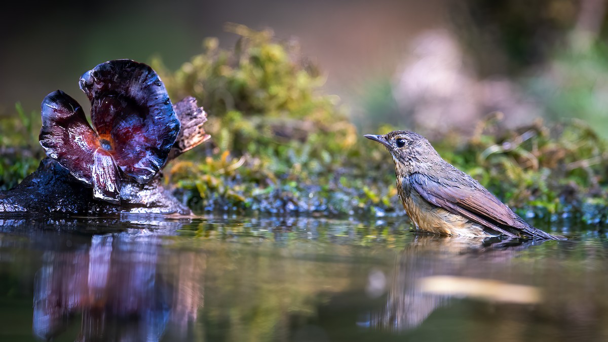 Brown-cheeked Fulvetta - ML620524938