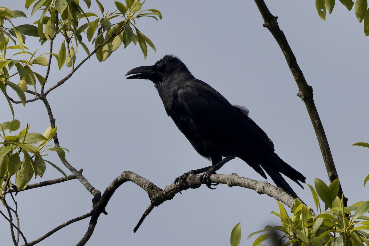 Corbeau à gros bec - ML620524939