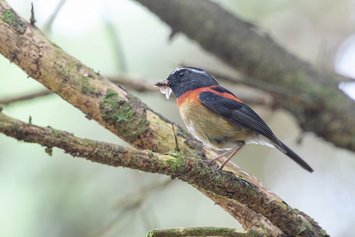 Collared Bush-Robin - ML620524943