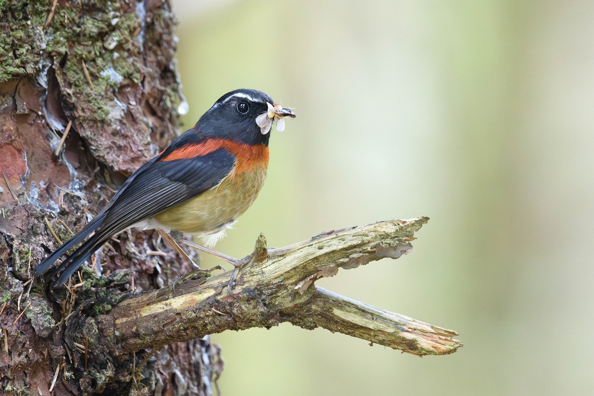 Collared Bush-Robin - ML620524944