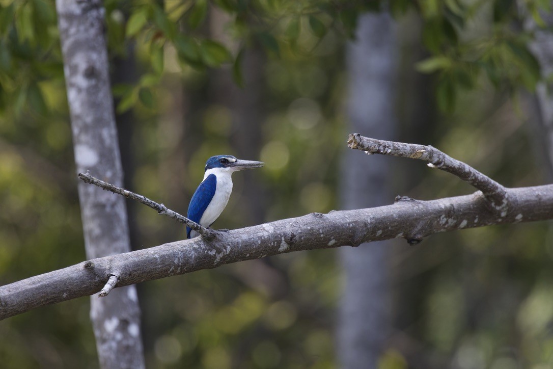 Collared Kingfisher - ML620524945