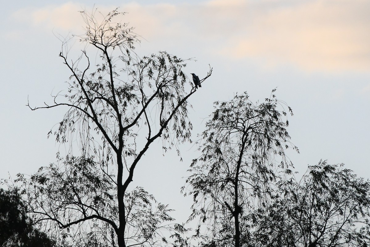 Australian Magpie - ML620524947