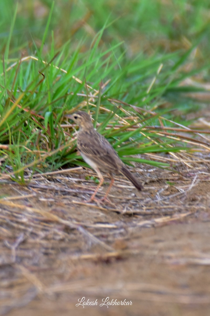 Paddyfield Pipit - ML620524948