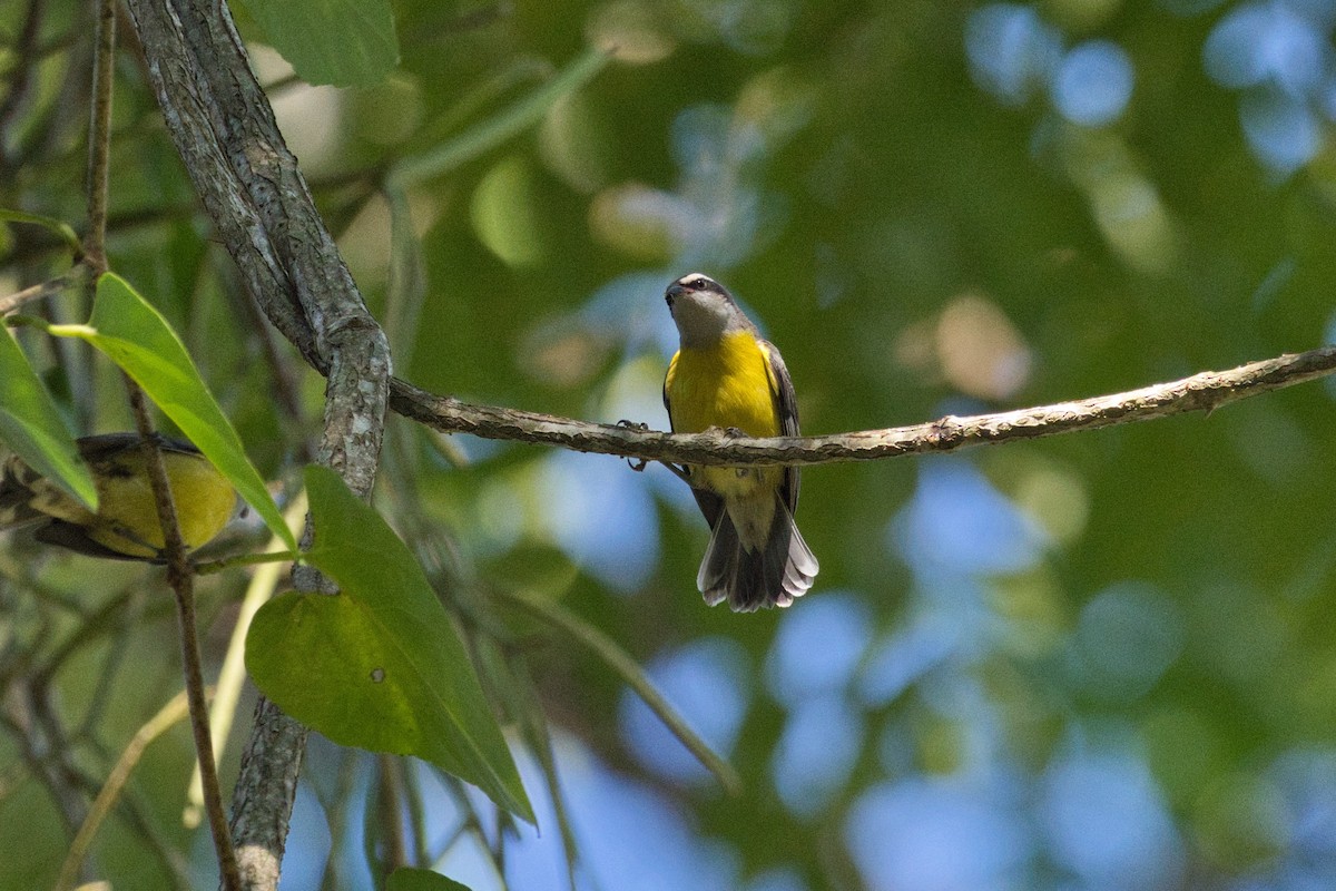 Bananaquit - ML620524952