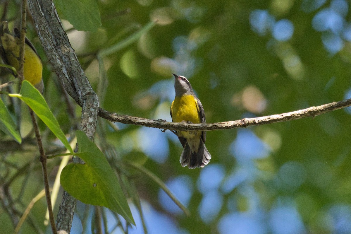 Bananaquit - ML620524953