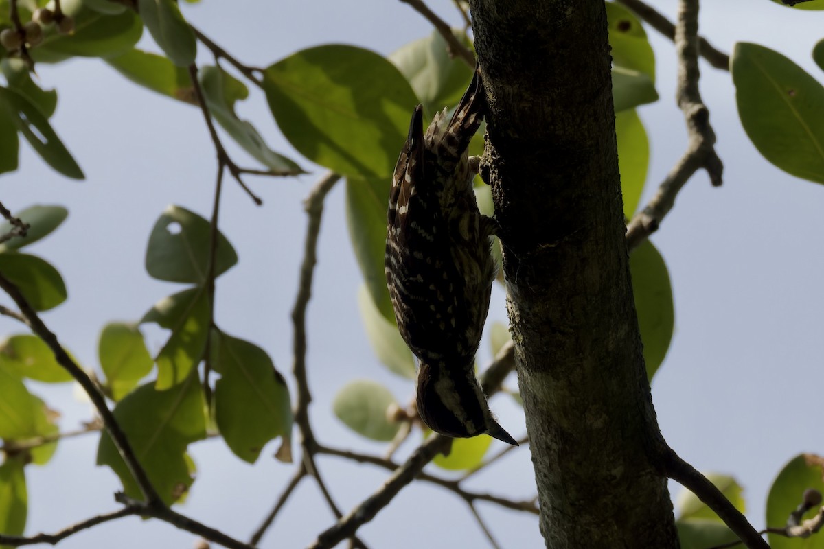 Sunda Pygmy Woodpecker - ML620524954