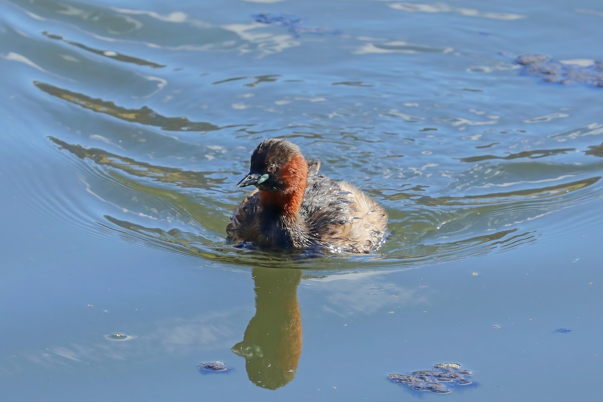 Little Grebe - ML620524955