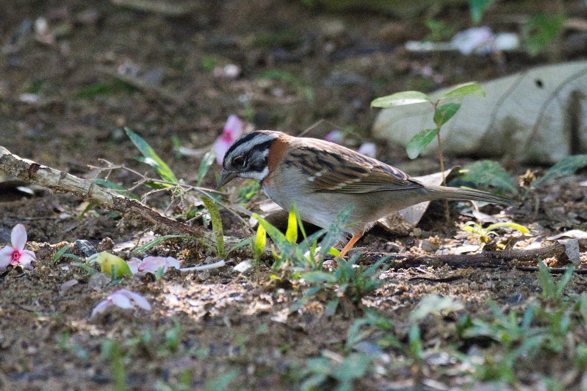 Rufous-collared Sparrow - ML620524956