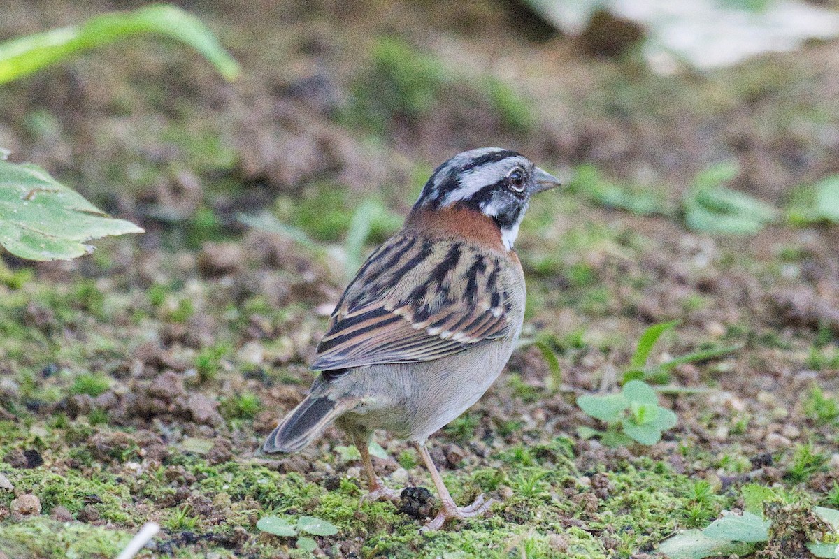 Rufous-collared Sparrow - ML620524957