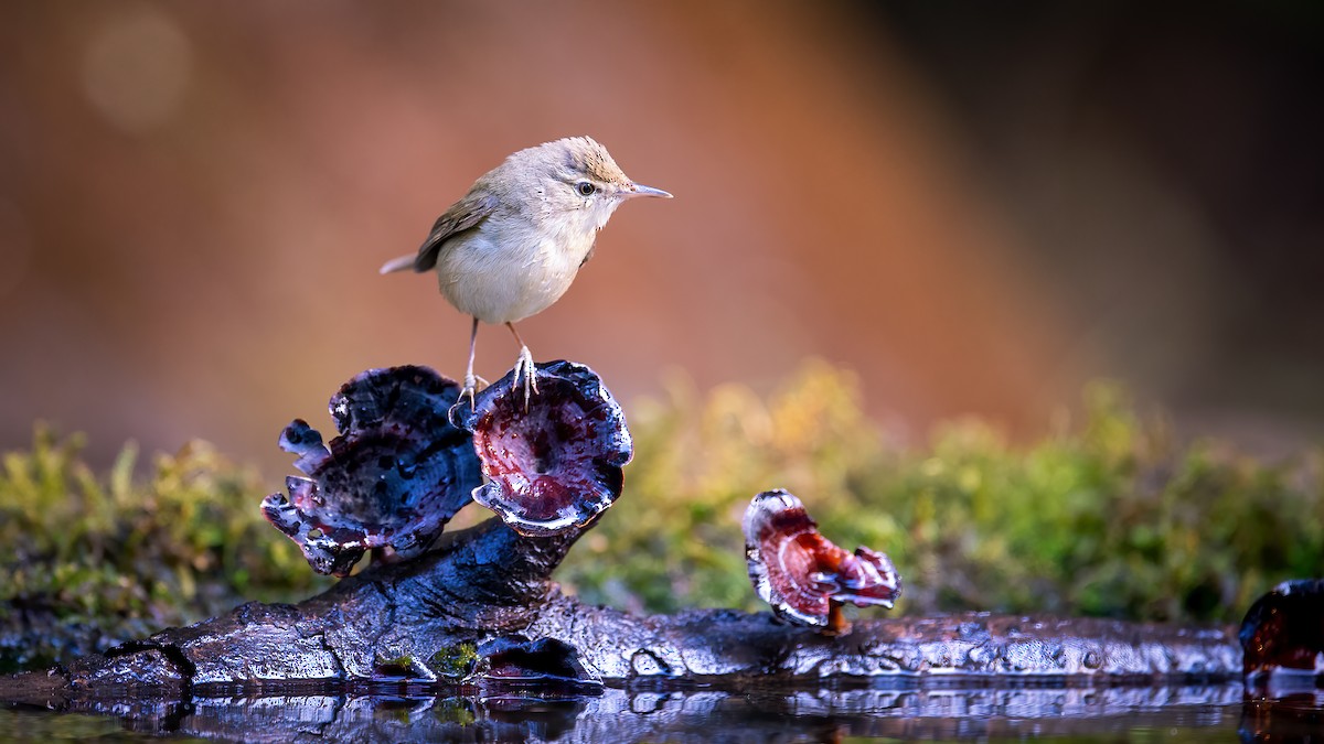 Blyth's Reed Warbler - ML620524958