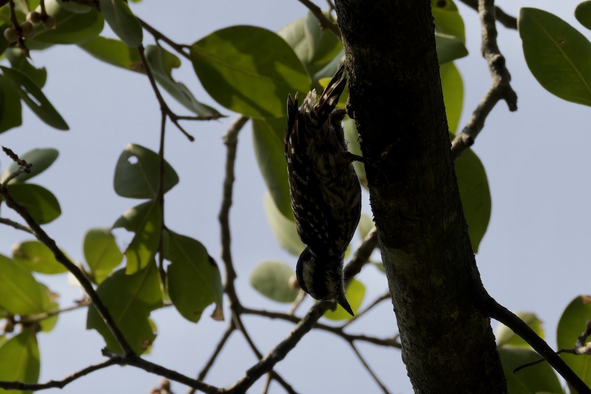 Sunda Pygmy Woodpecker - ML620524962