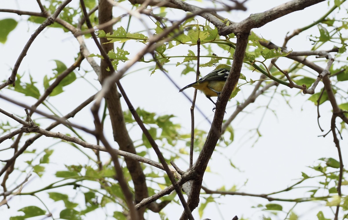 Common Iora - ML620524964