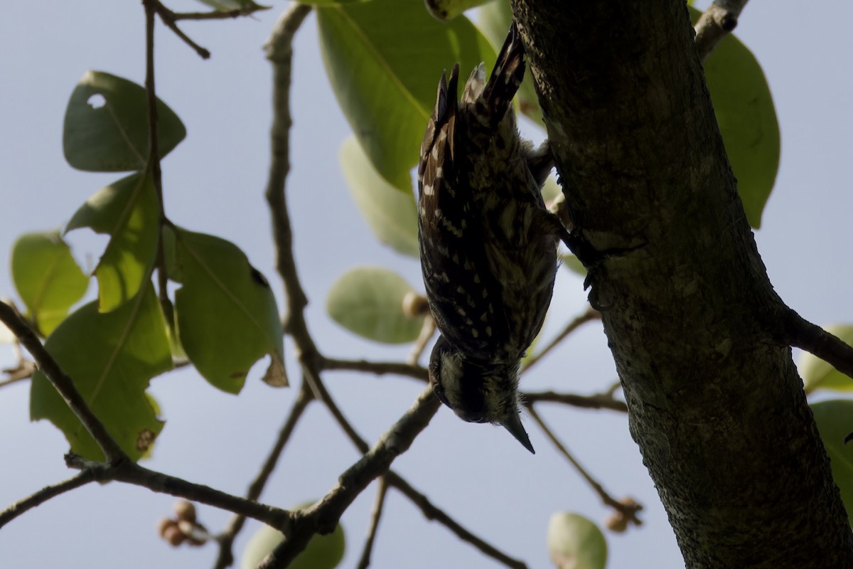 Sunda Pygmy Woodpecker - ML620524967