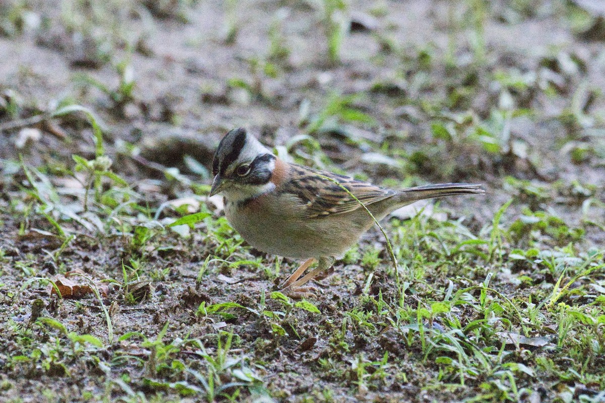 Rufous-collared Sparrow - ML620524968