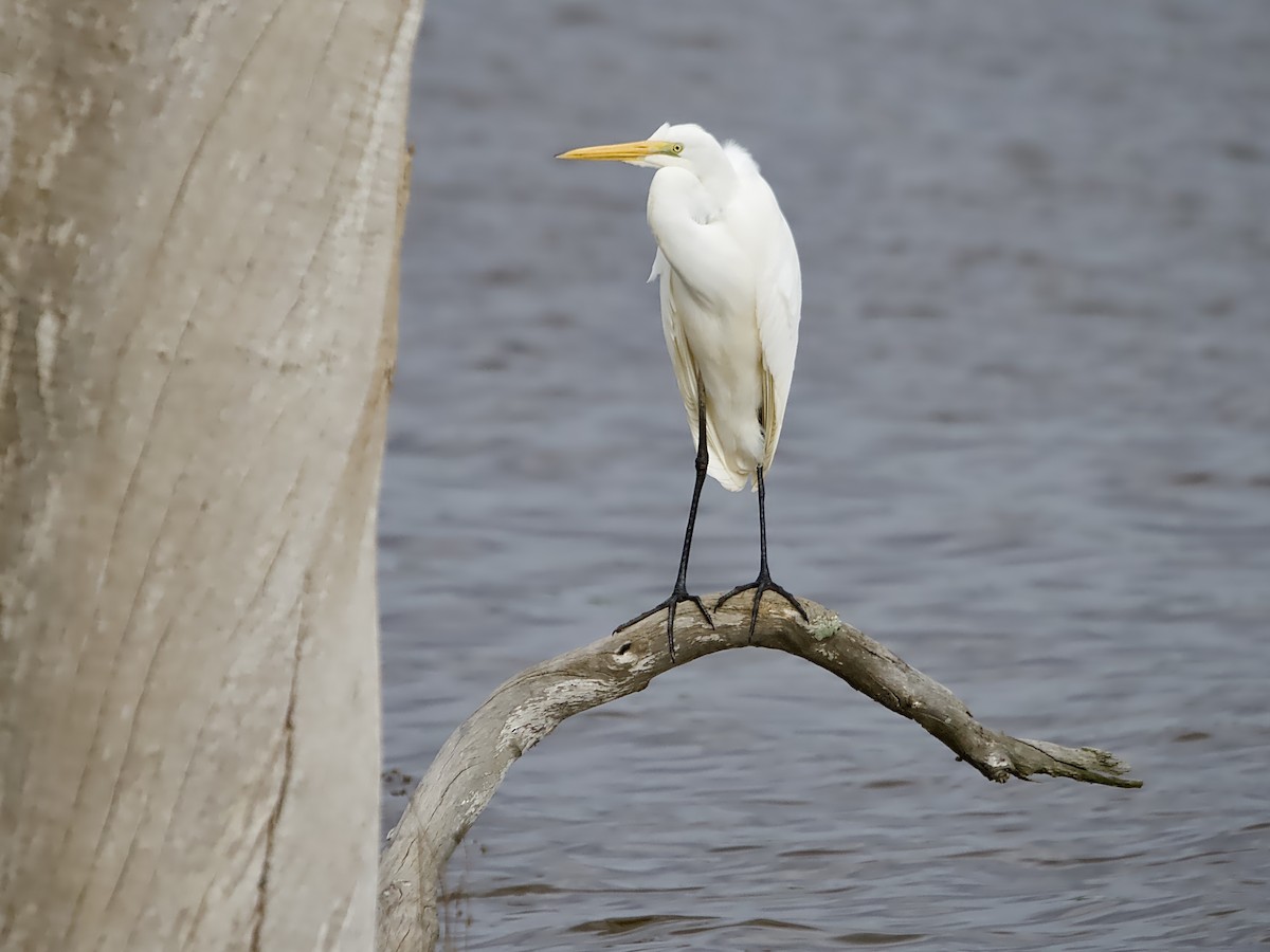 Grande Aigrette - ML620524969