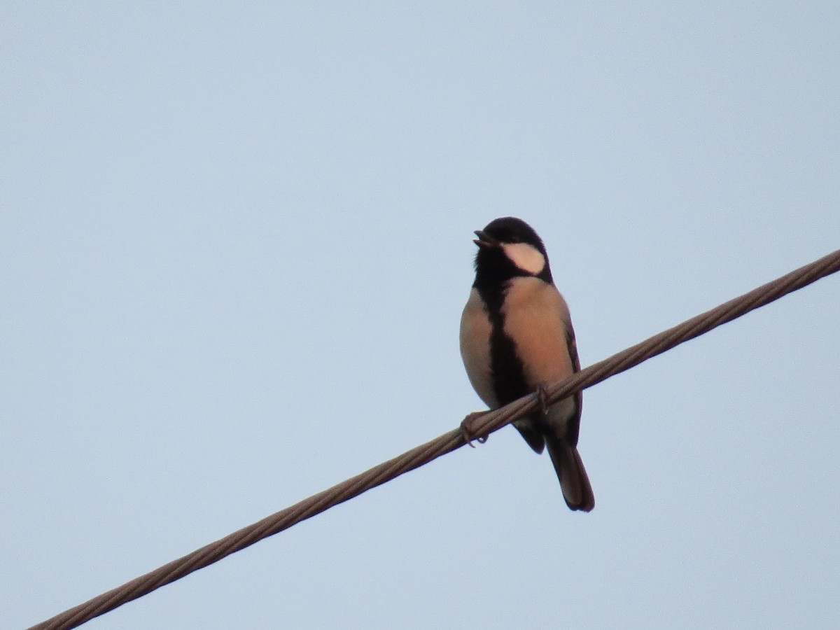 Japanese Tit - ML620524972