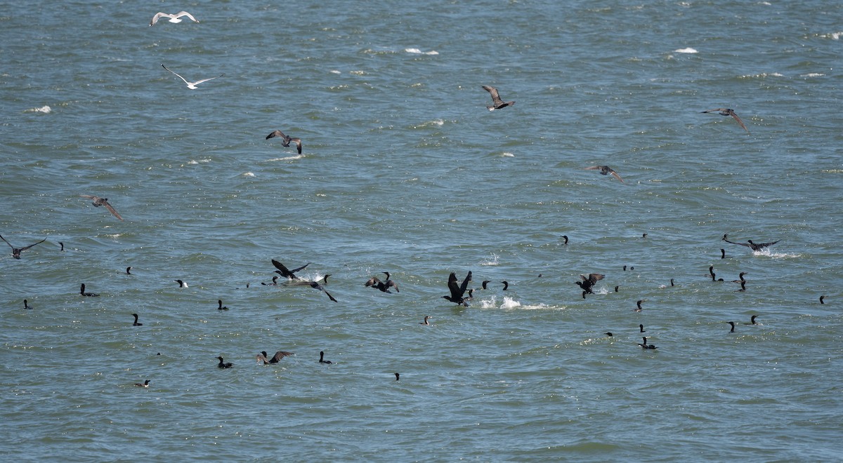 Double-crested Cormorant - ML620524976