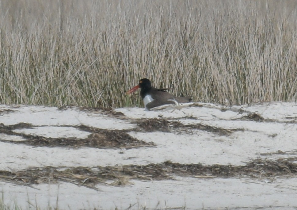 American Oystercatcher - ML620524978