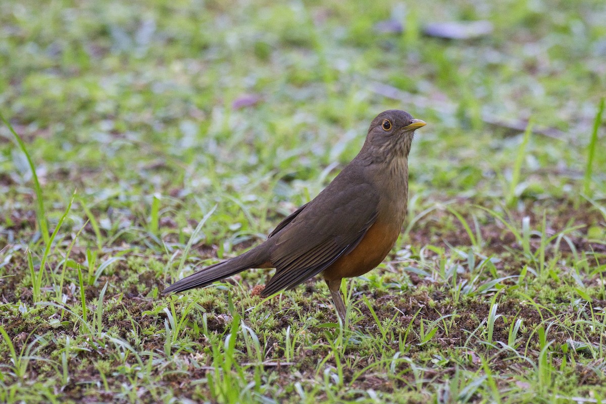 Rufous-bellied Thrush - ML620524983