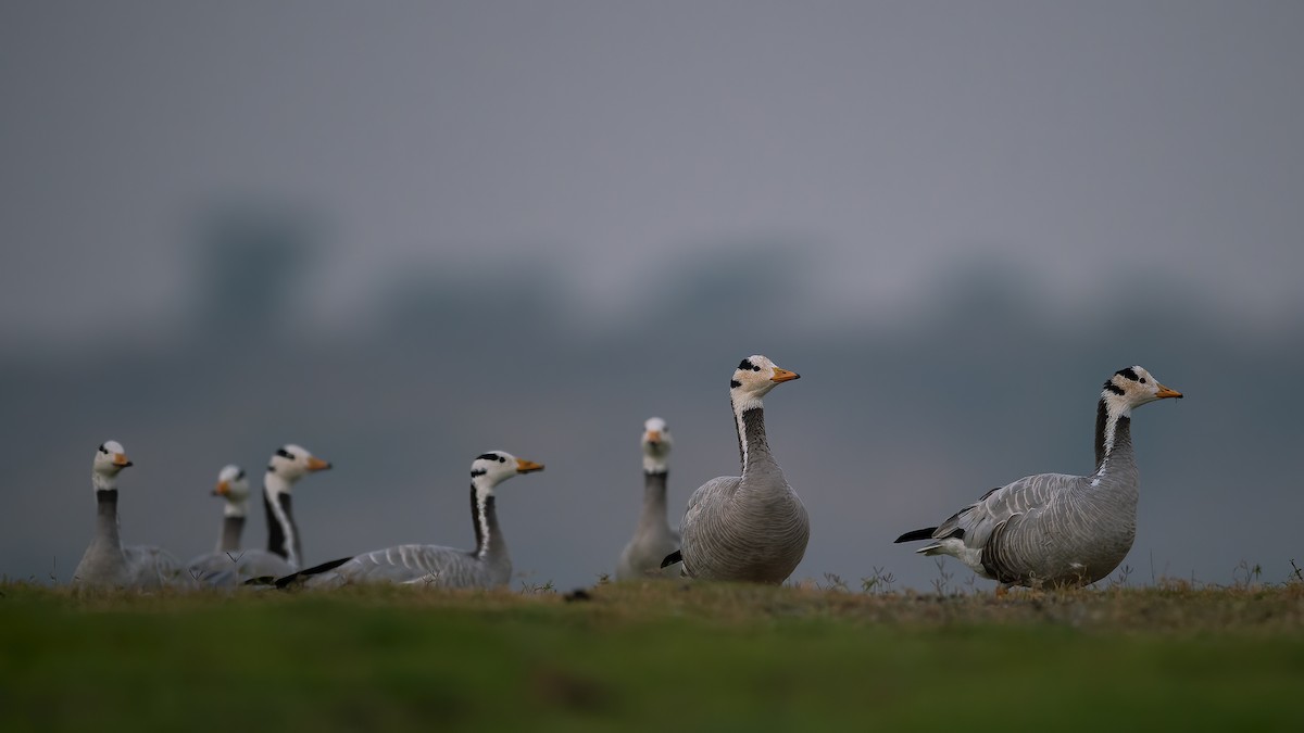 Bar-headed Goose - ML620524984