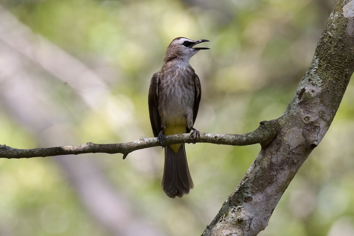 Yellow-vented Bulbul - ML620524986