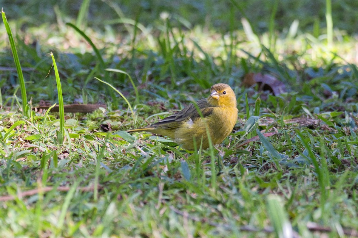 Saffron Finch - ML620524988