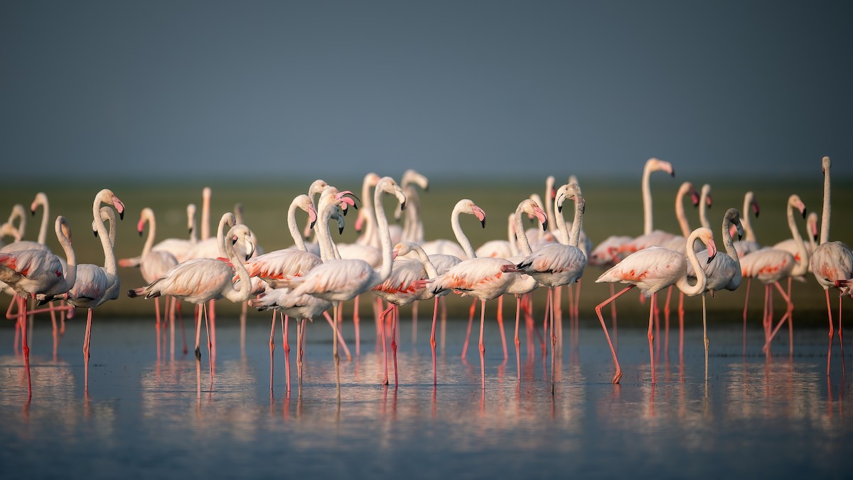 Greater Flamingo - ML620524996