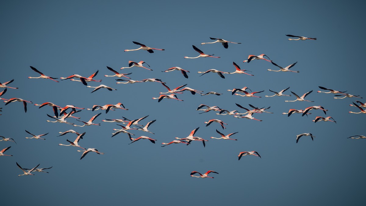 Greater Flamingo - ML620524997